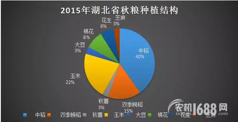 夏糧豐收后，秋糧種植新選擇 薯類作物的市場(chǎng)機(jī)遇與銷售策略