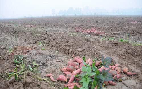 紅薯滯銷，汗水與淚水交織的秋收之痛