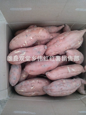 電烤紅薯新風(fēng)尚 雄縣雙堂鄉(xiāng)偉紅紅薯銷售部長(zhǎng)期專業(yè)供應(yīng)