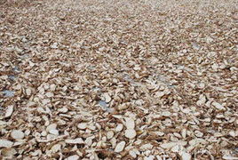 深圳市榮謙貿(mào)易 精選薯類產(chǎn)品清單與專業(yè)銷售服務(wù)